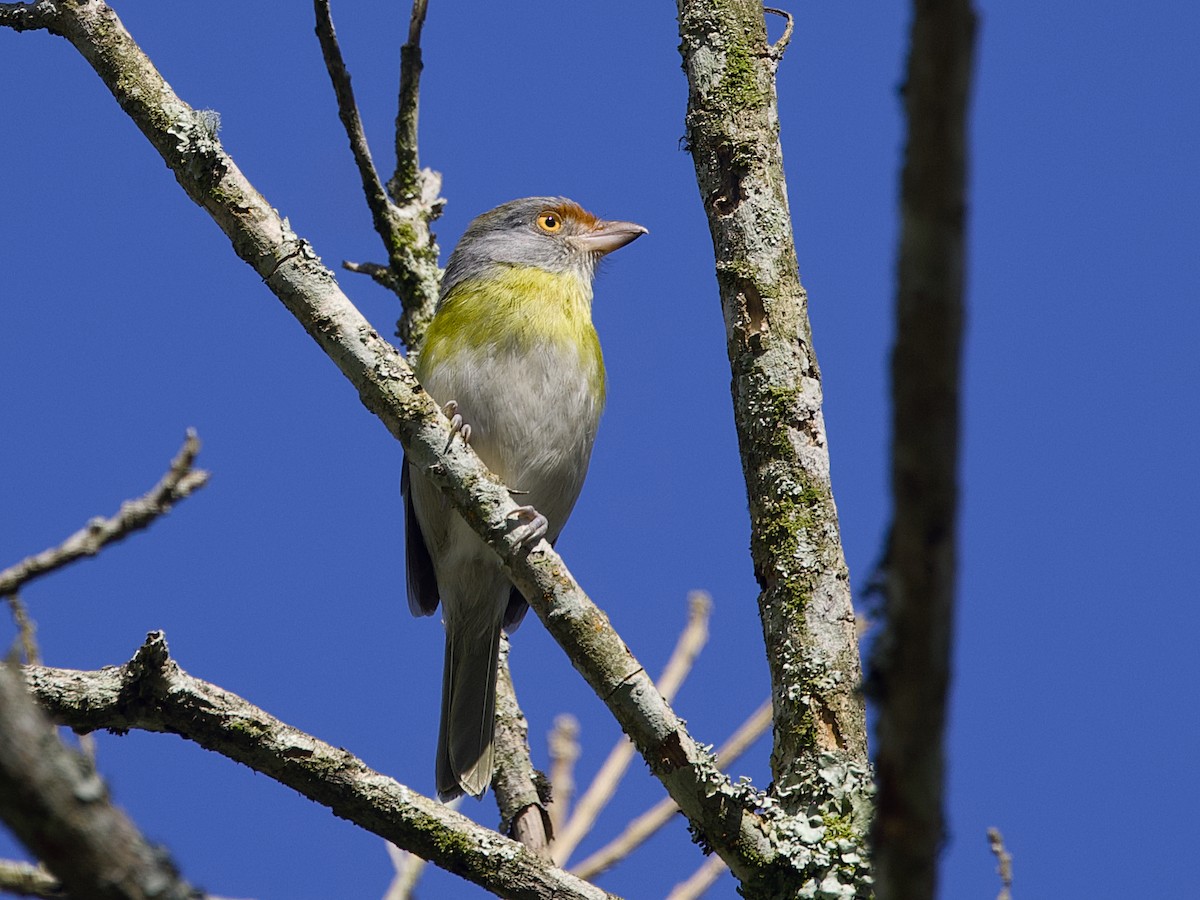 Rufous-browed Peppershrike - ML641992842