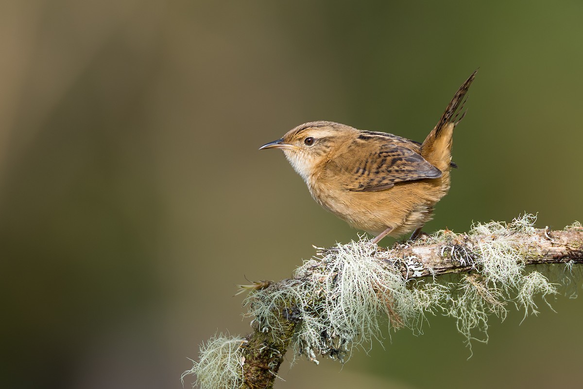 Grass Wren - ML641992845