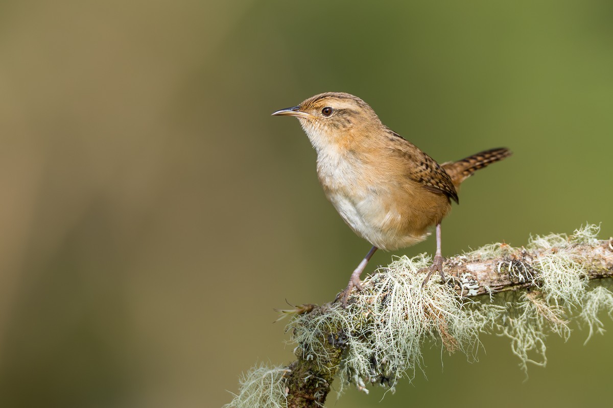 Grass Wren - ML641992846