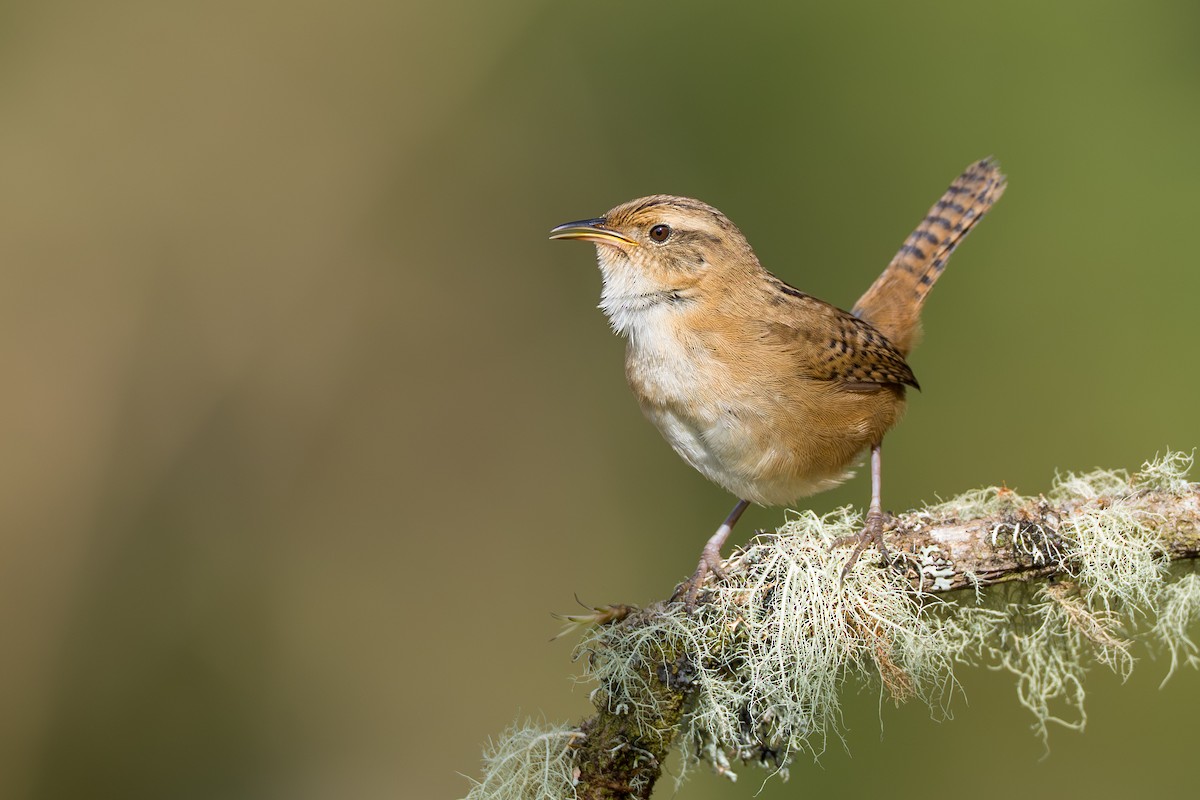 Grass Wren - ML641992847