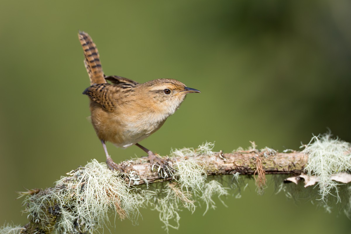 Grass Wren - ML641992848