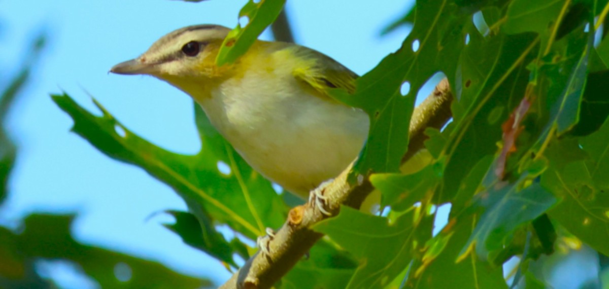 Red-eyed Vireo - ML641992860