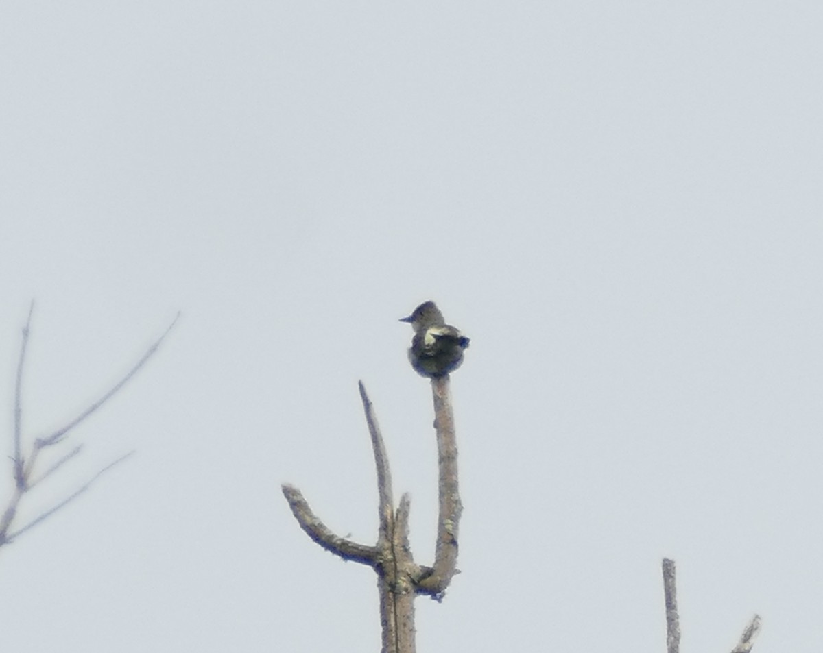 tyranovec severský - ML641992862