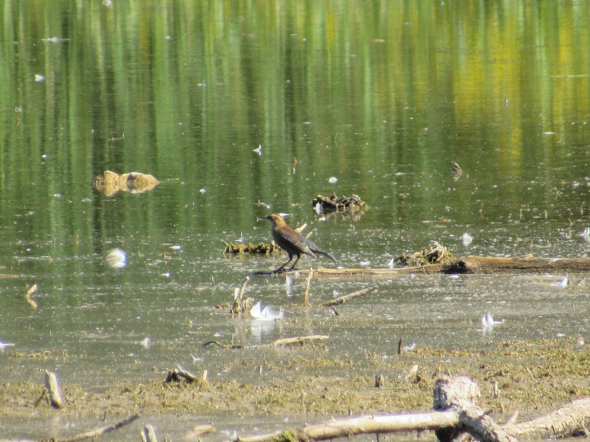Rusty Blackbird - ML641992863