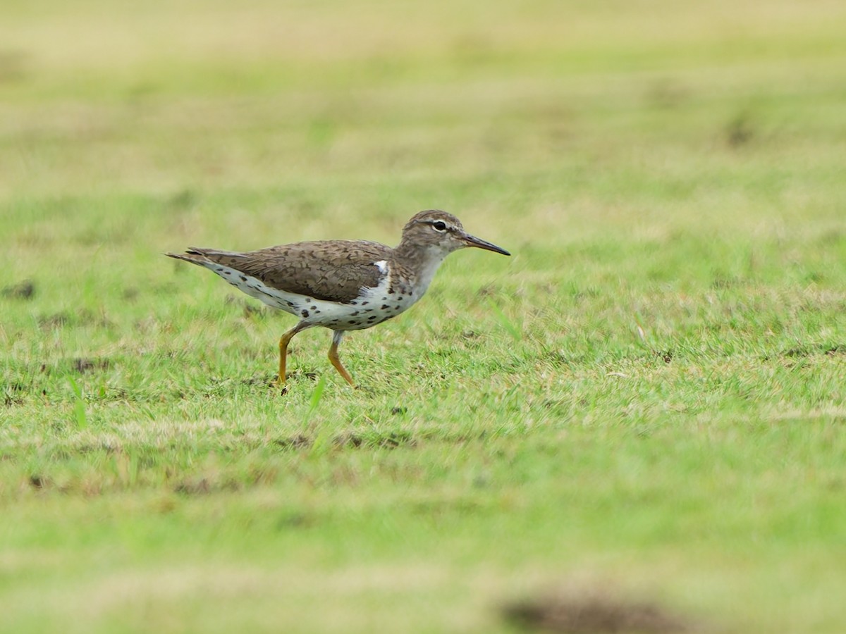 Spotted Sandpiper - ML641992864