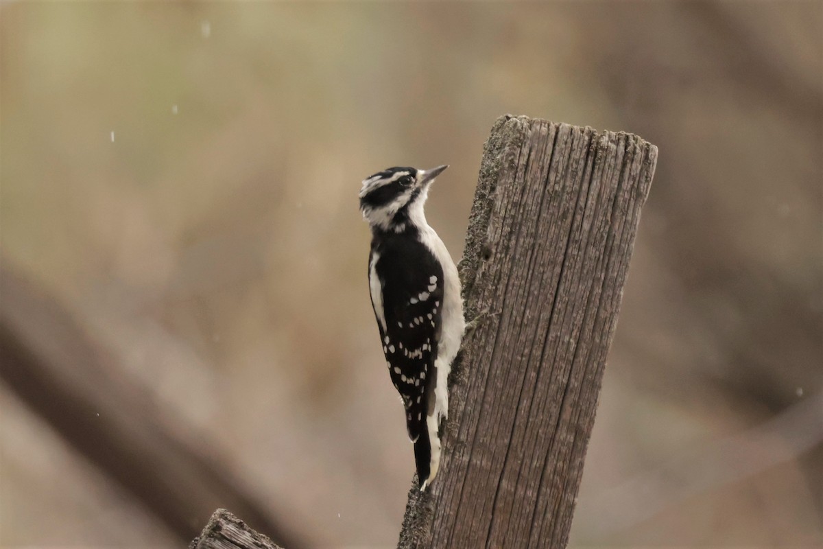 セジロコゲラ（leucurus／glacialis） - ML641992871