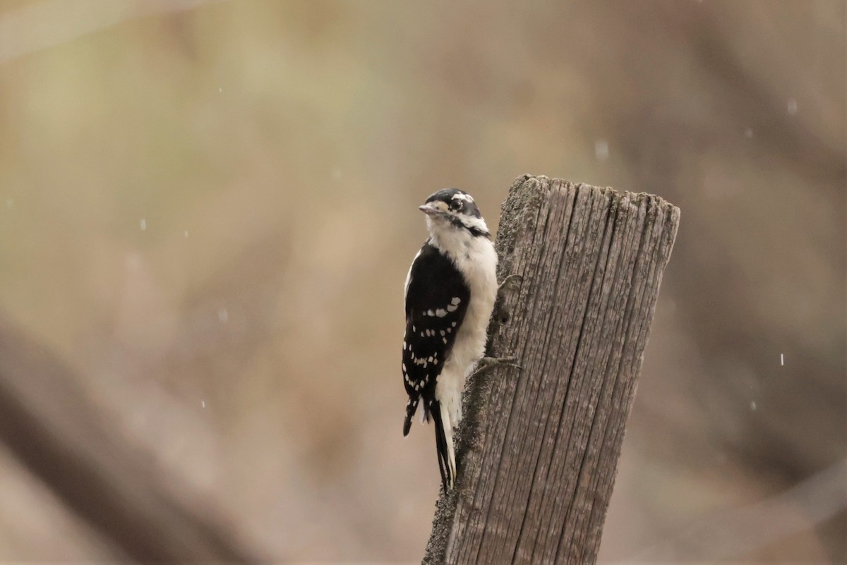 セジロコゲラ（leucurus／glacialis） - ML641992872