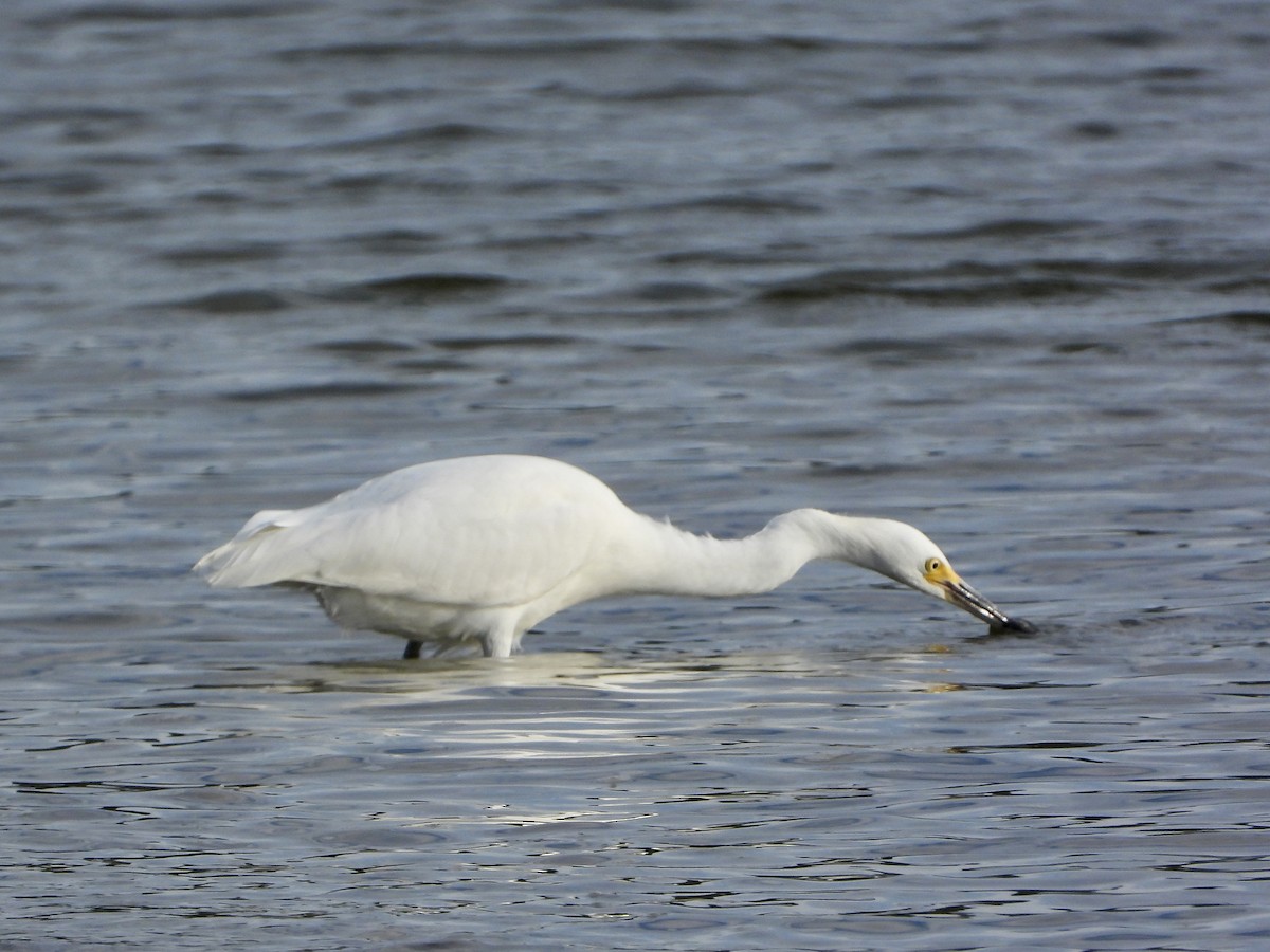 Snowy Egret - ML641992876