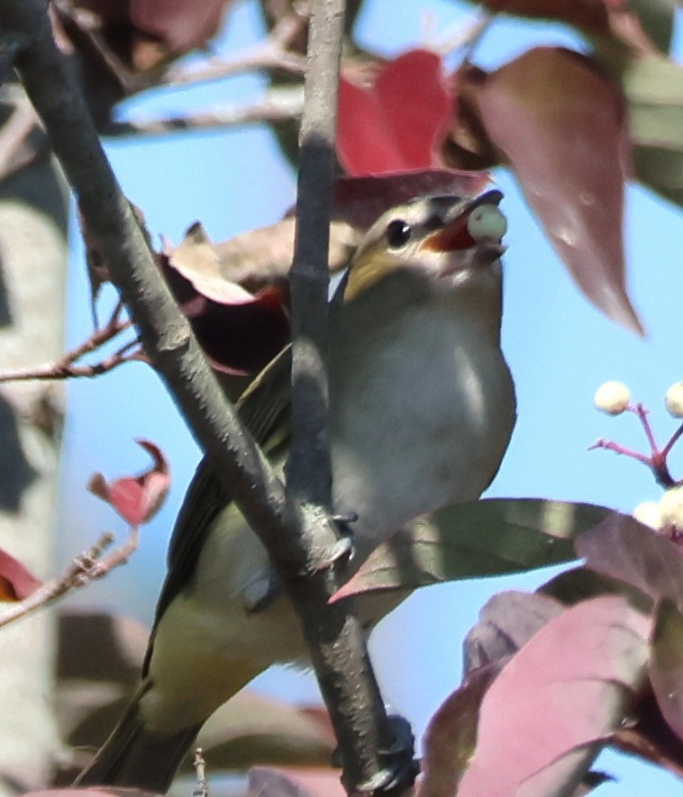 Red-eyed Vireo - ML641992877