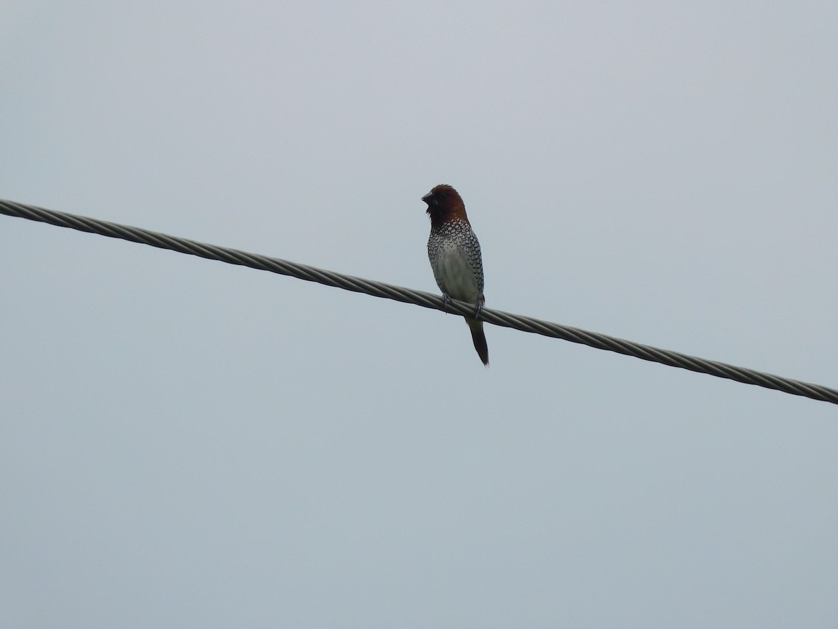 Munia pettosquamato - ML641992878
