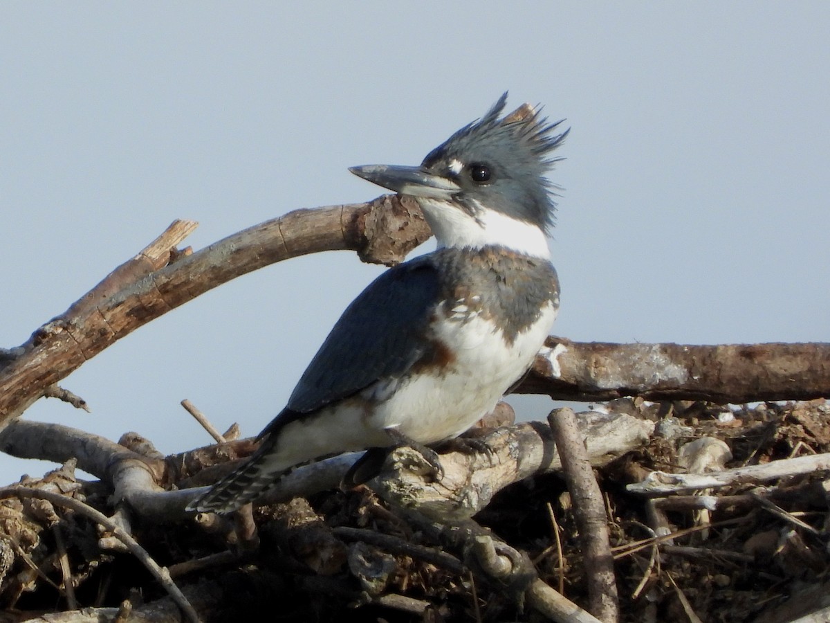 Belted Kingfisher - ML641992880