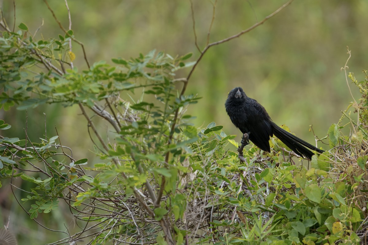 Smooth-billed Ani - ML641992884