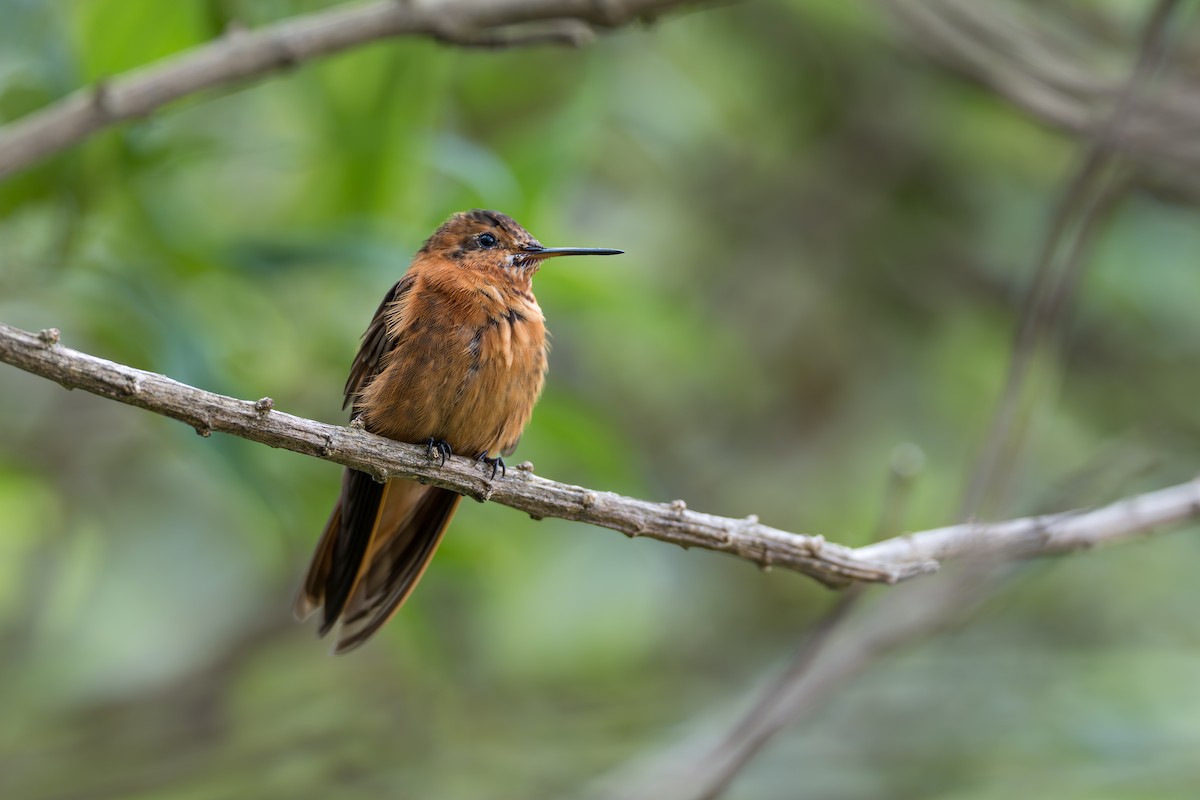 Colibri étincelant - ML641992888