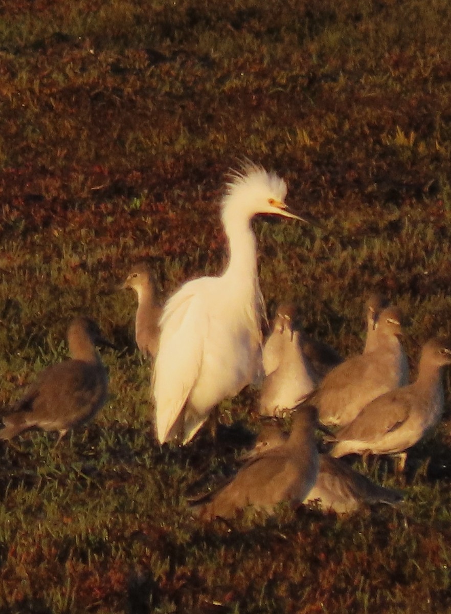 Aigrette neigeuse - ML641992891