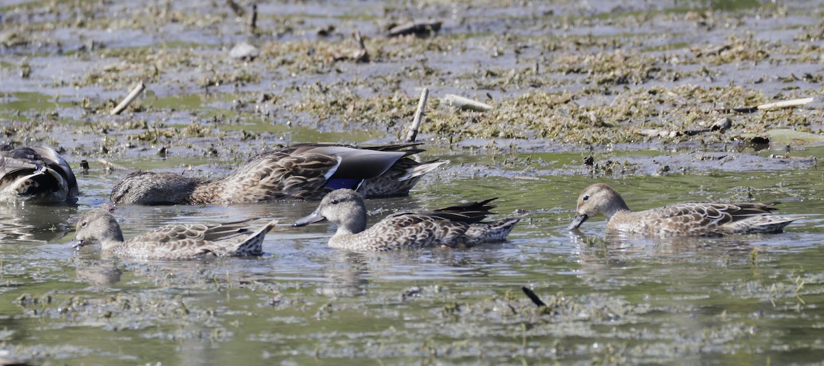 Sarcelle à ailes bleues - ML641992896