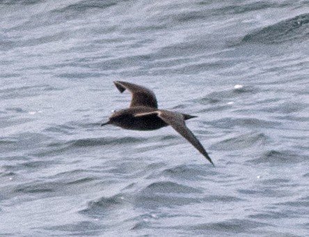 Puffin à bec grêle - ML641992913