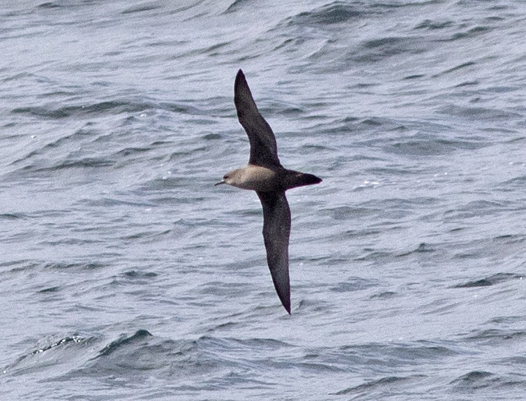 Puffin à bec grêle - ML641992914