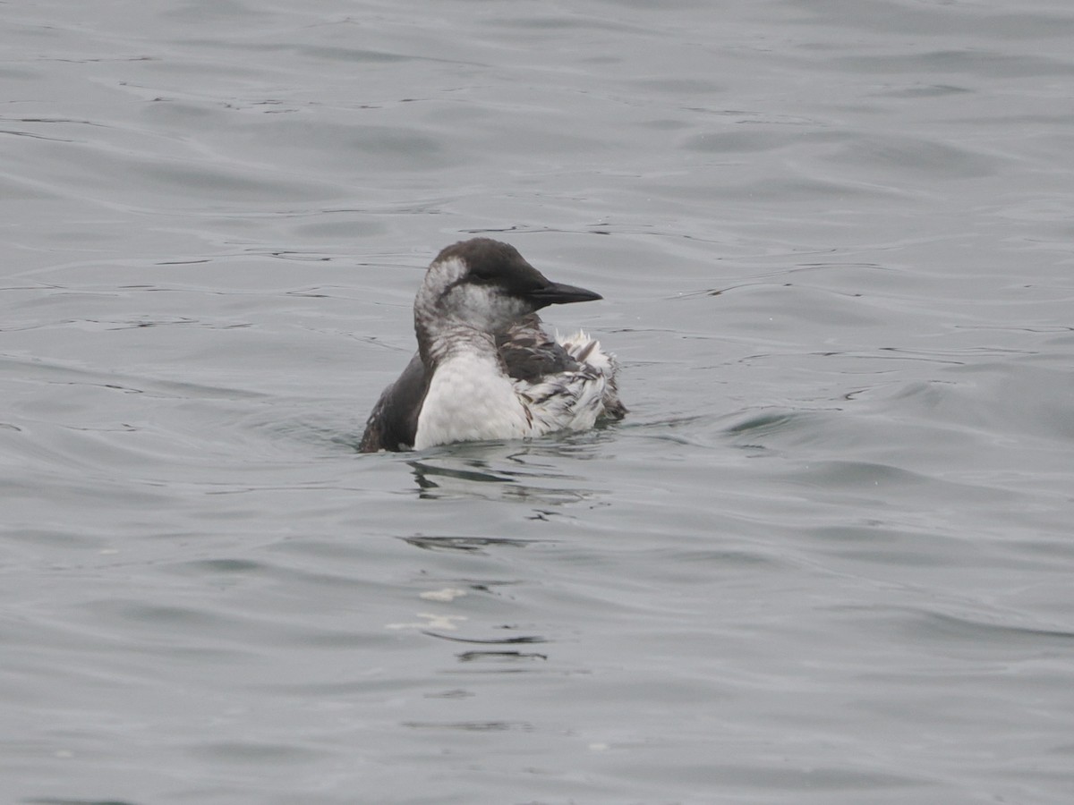 Guillemot marmette - ML641992917