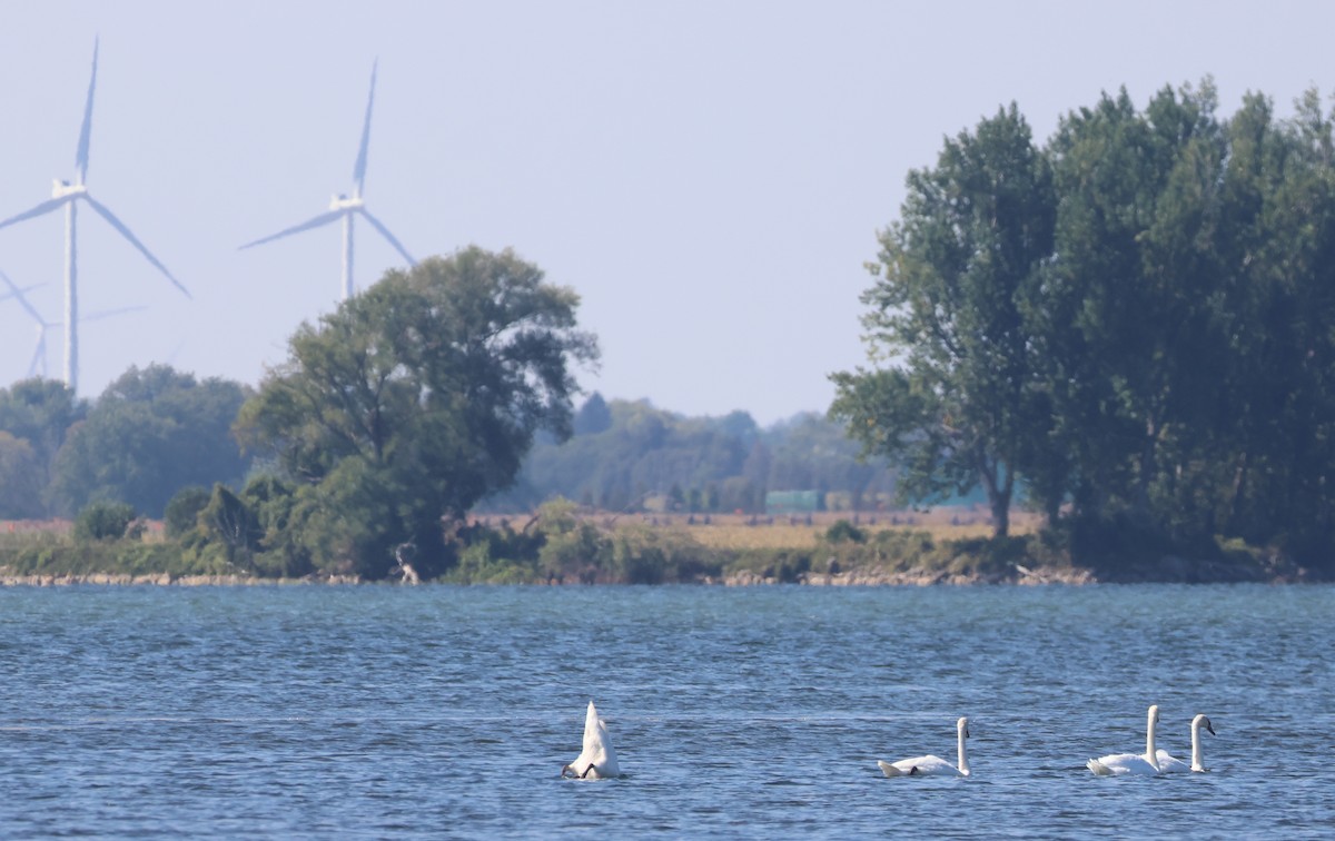 Cygne tuberculé - ML641992921