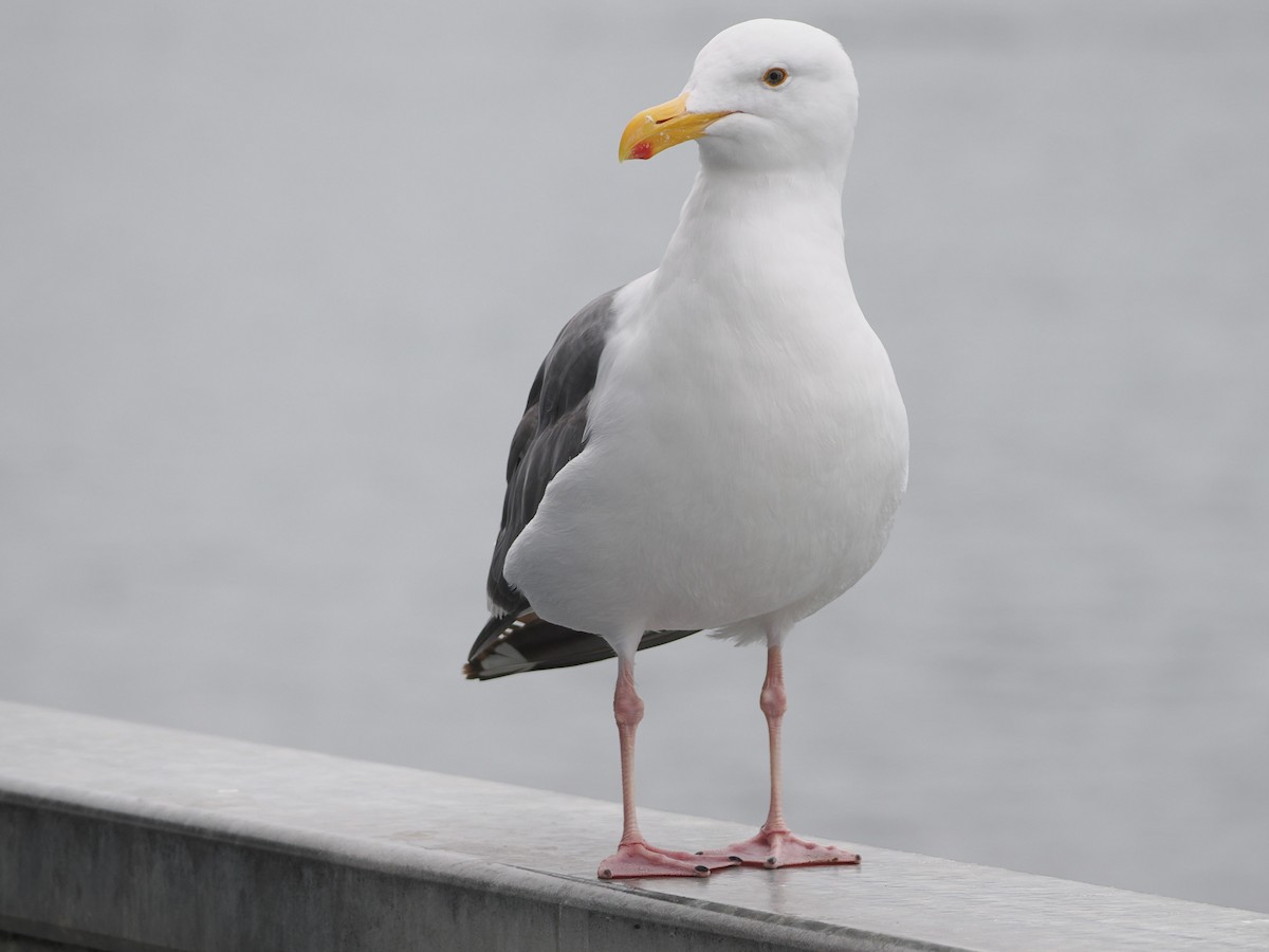Western Gull - ML641992926