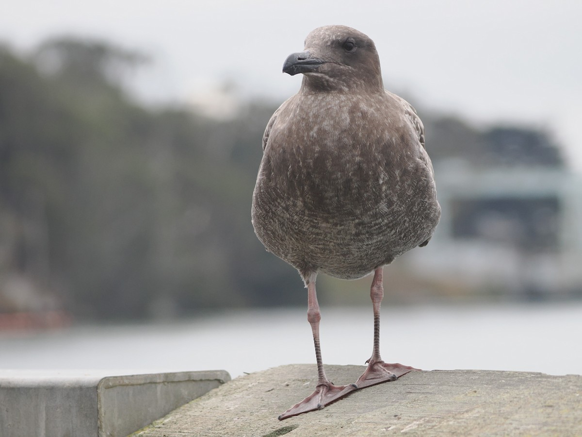 Western Gull - ML641992927