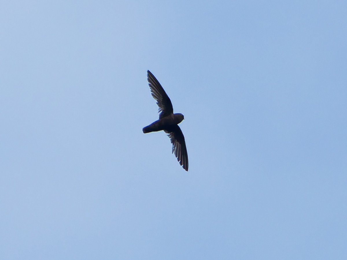 Spot-fronted Swift - ML641992942