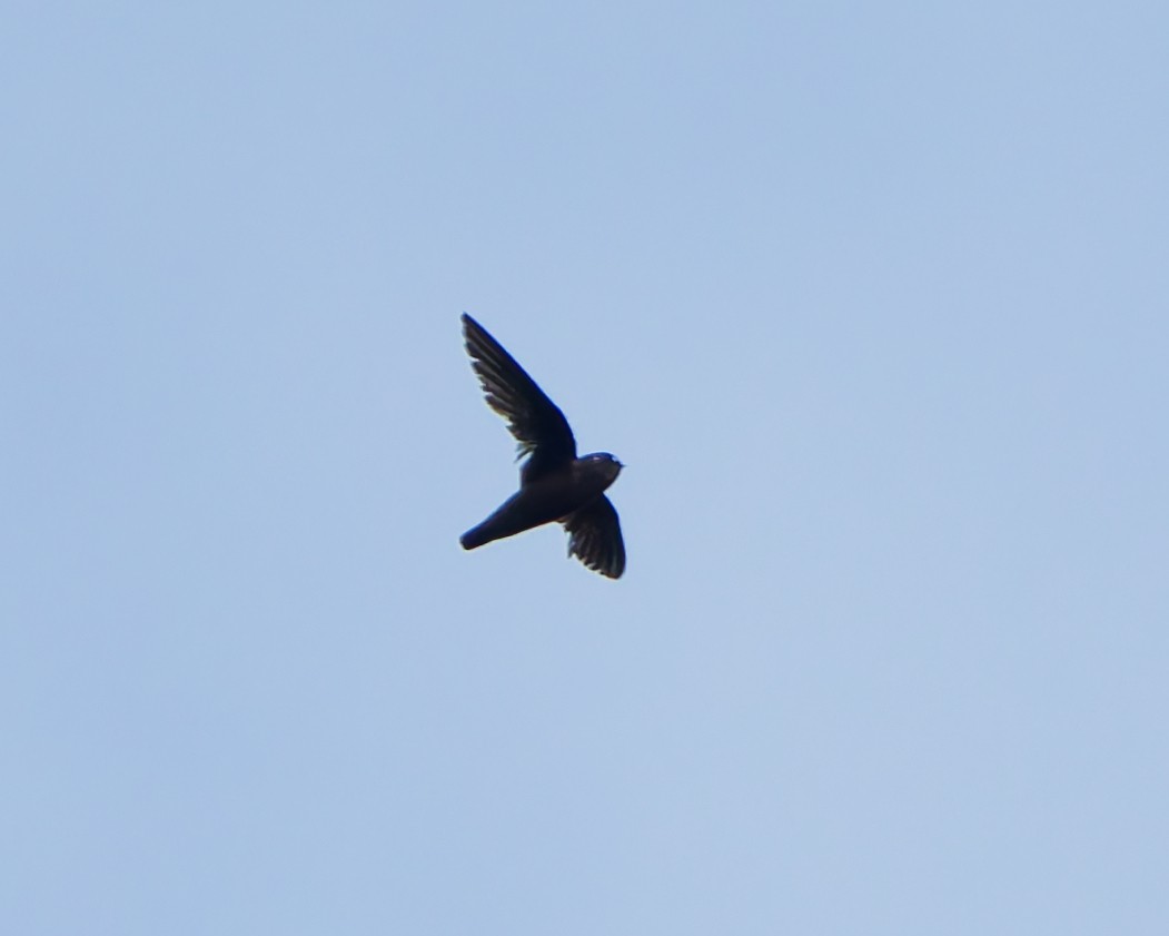 Spot-fronted Swift - ML641992943