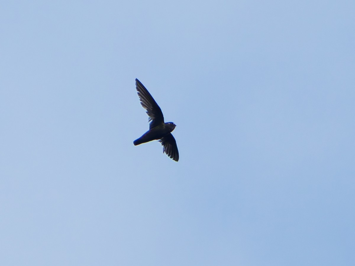 Spot-fronted Swift - ML641992944