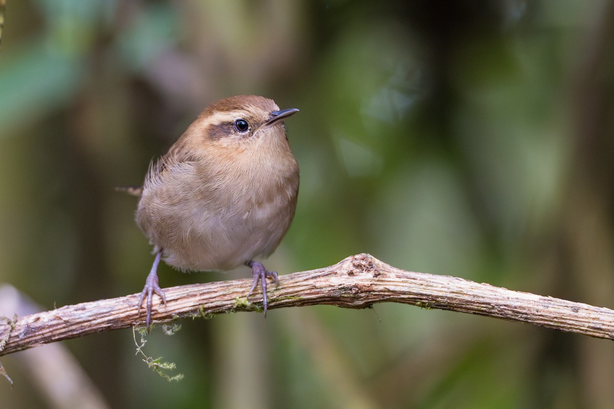 Mountain Wren - ML641992957