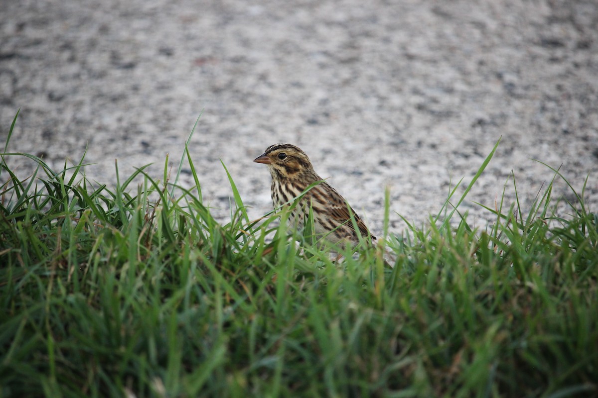 Savannah Sparrow - ML641992958