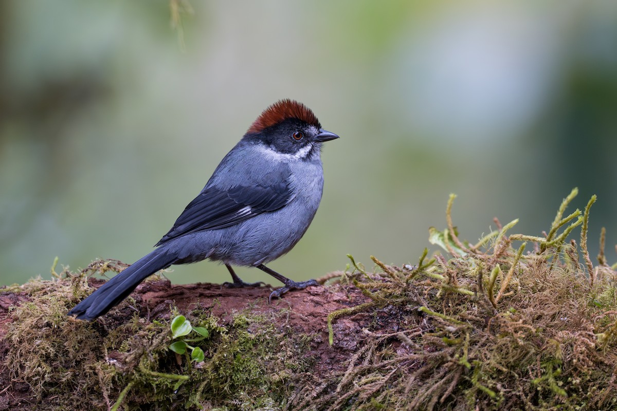 Northern Slaty Brushfinch - ML641992959