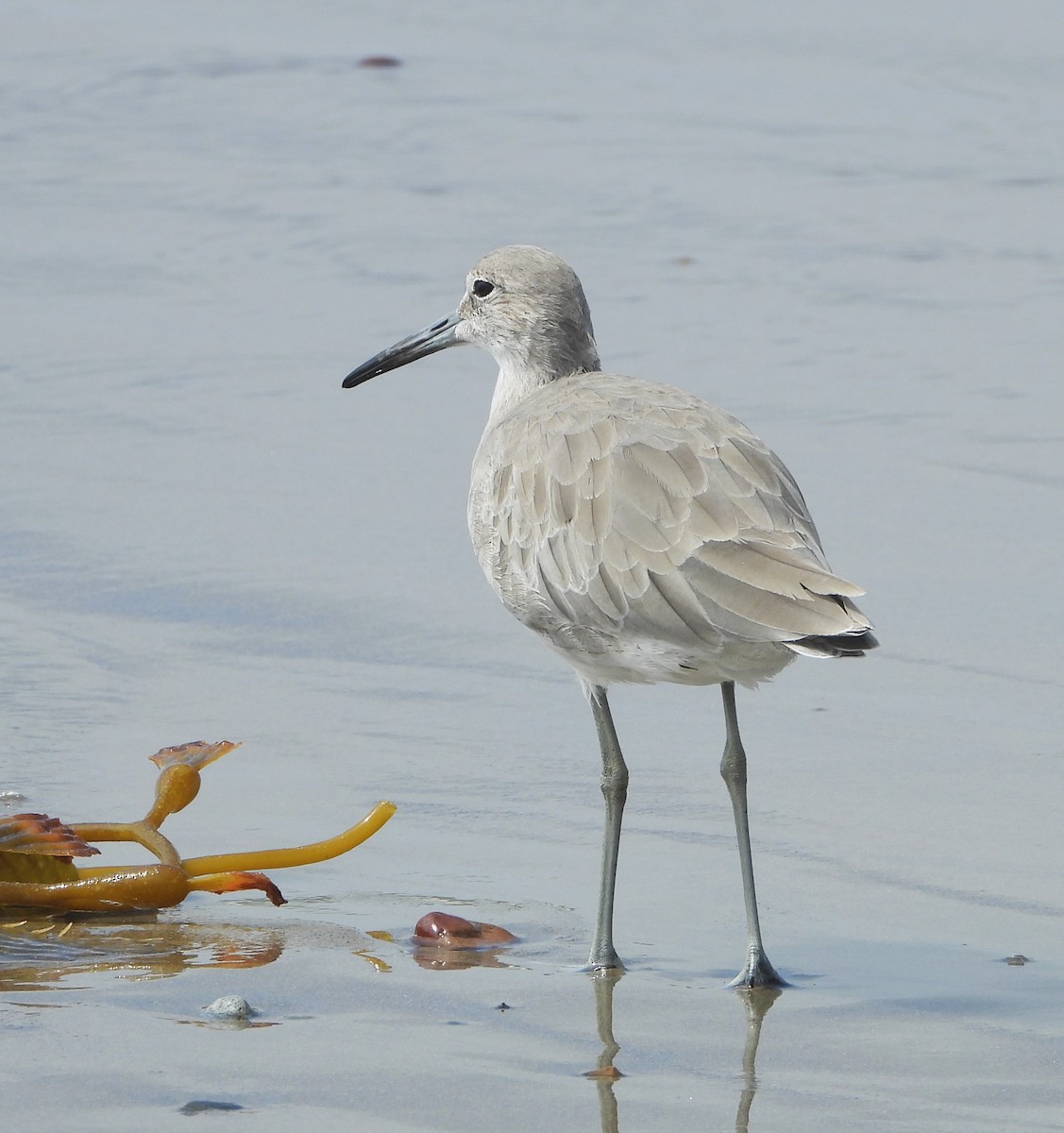 Willet - ML641992960