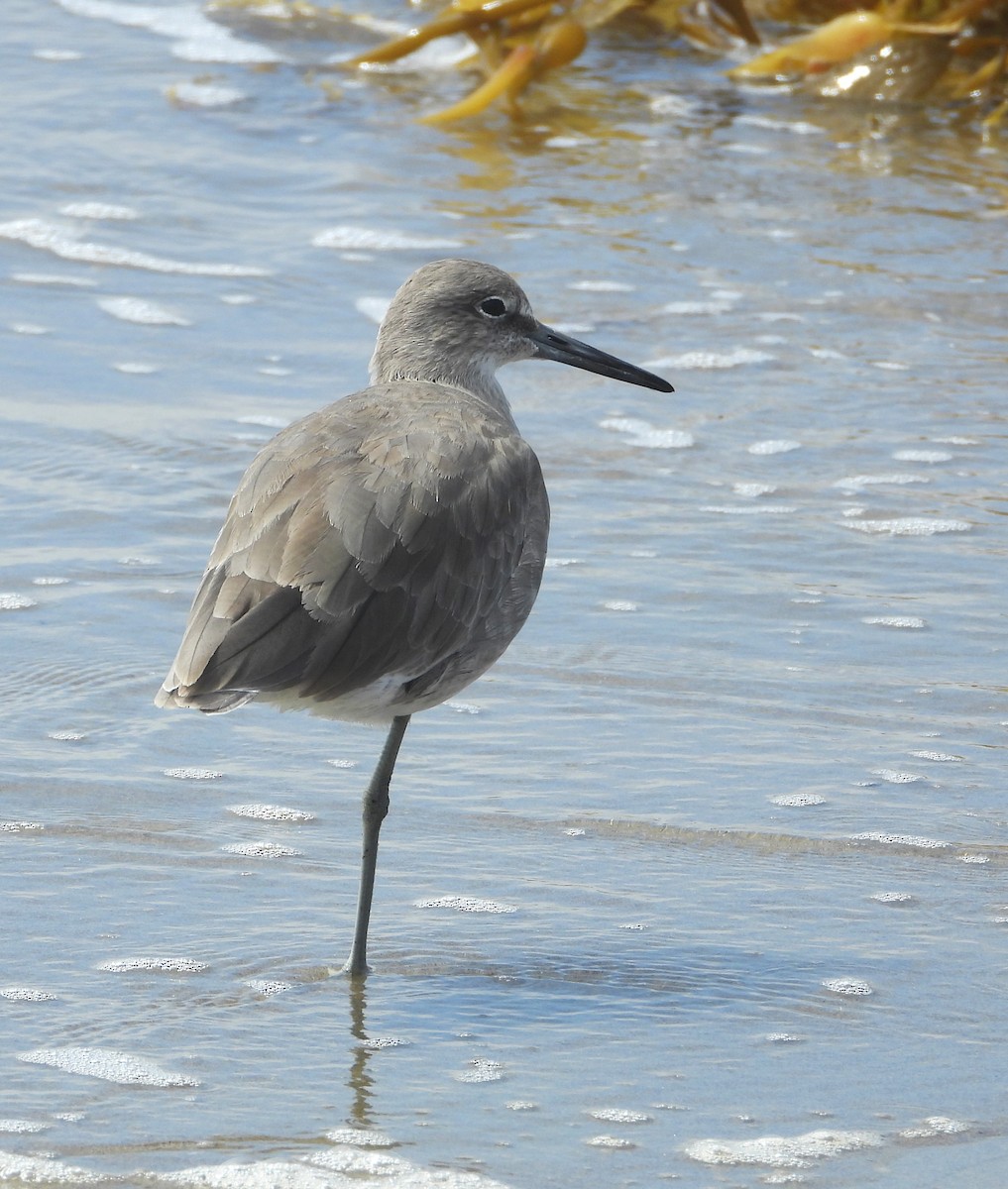 Willet - ML641992961