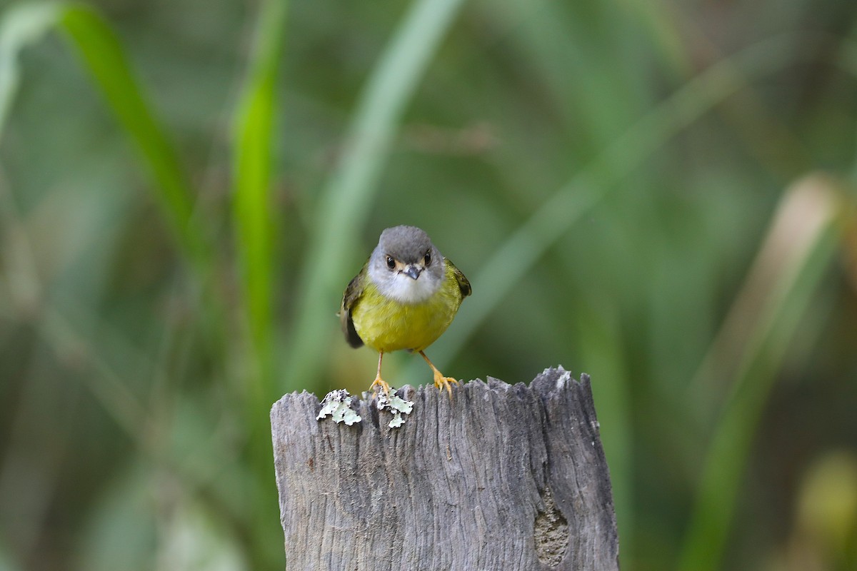Pale-yellow Robin - ML641992963