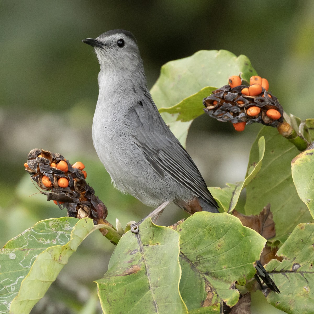 Gray Catbird - ML641992964