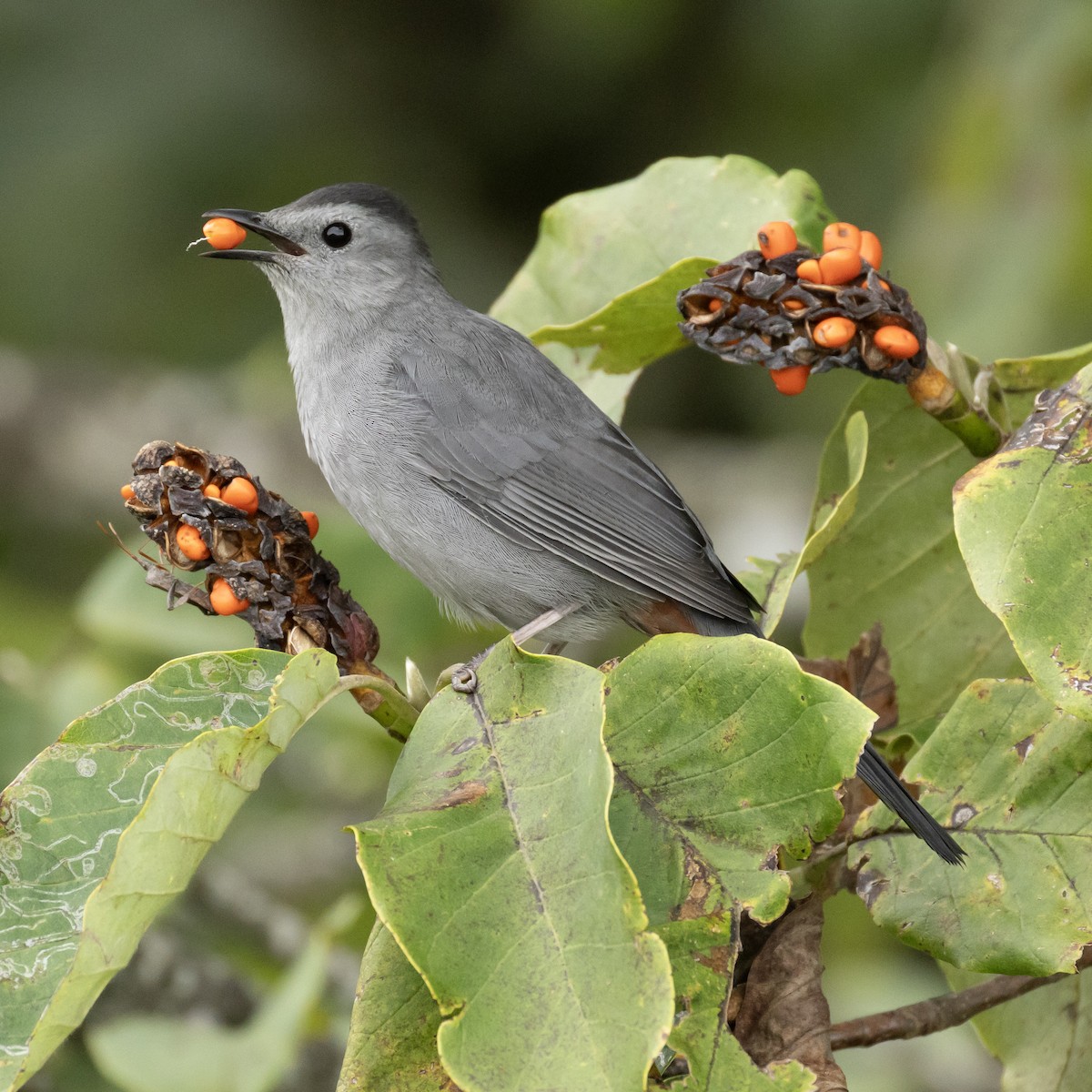 Gray Catbird - ML641992965