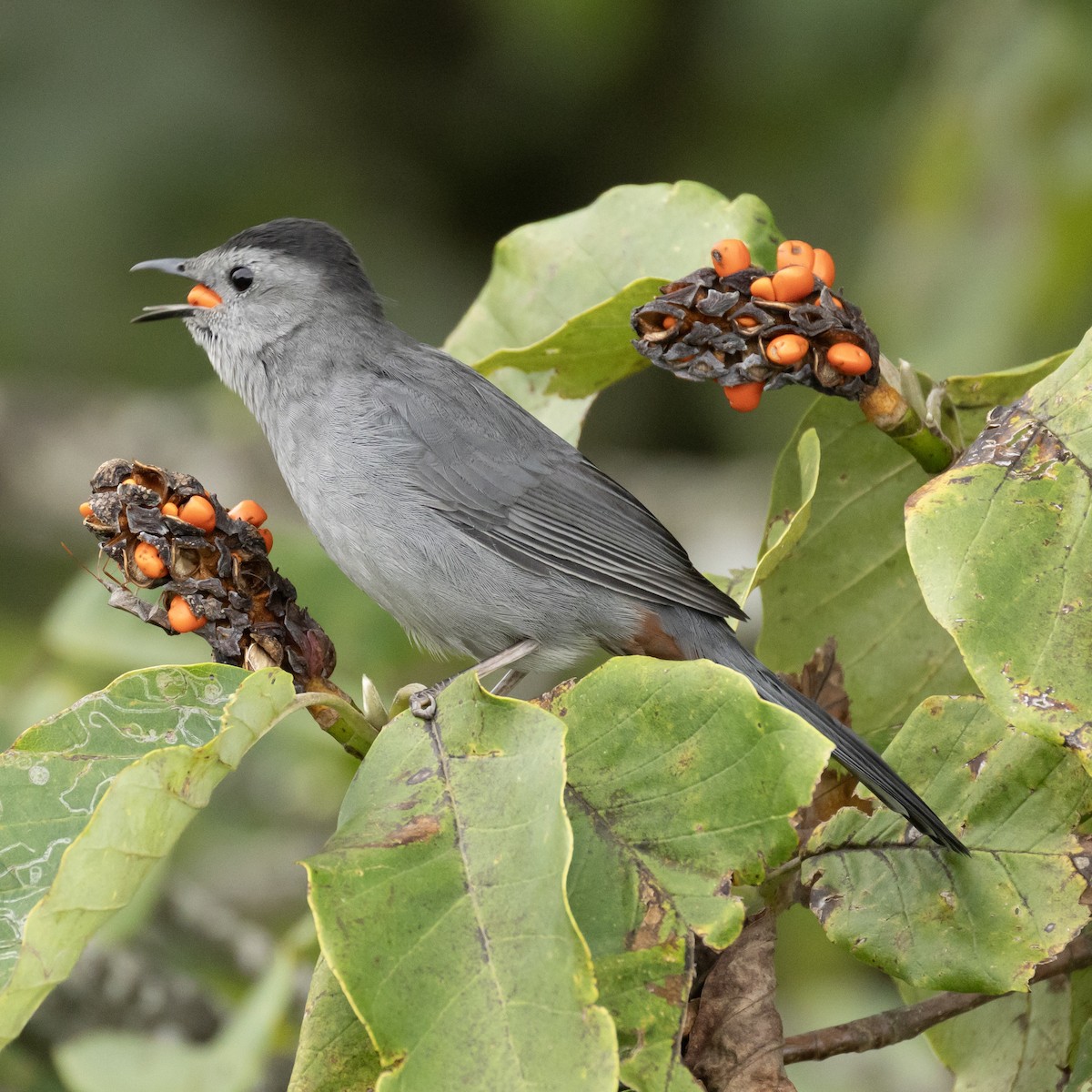 Gray Catbird - ML641992966