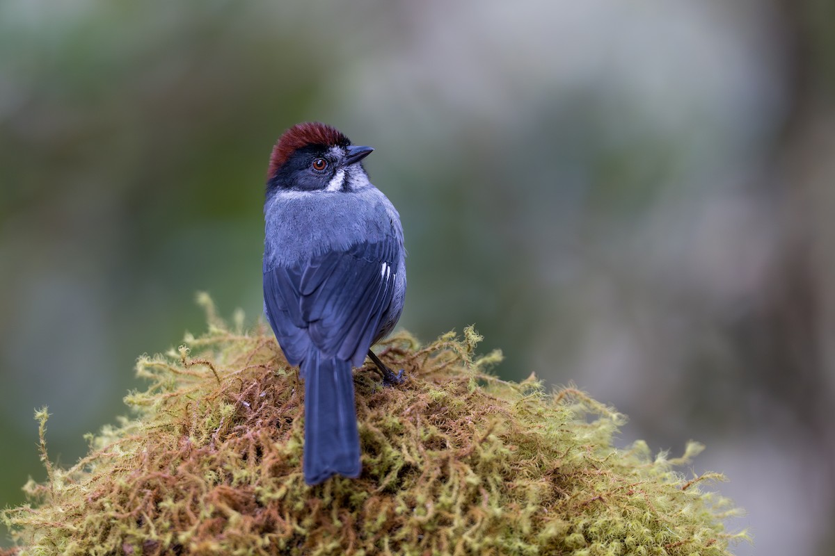 Northern Slaty Brushfinch - ML641992967