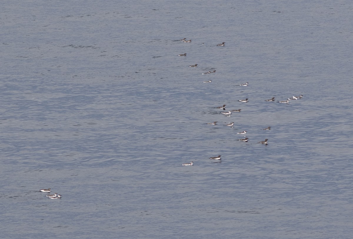 Common Murre - ML641992968