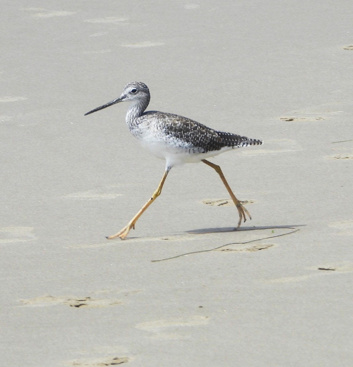 Greater Yellowlegs - ML641992970