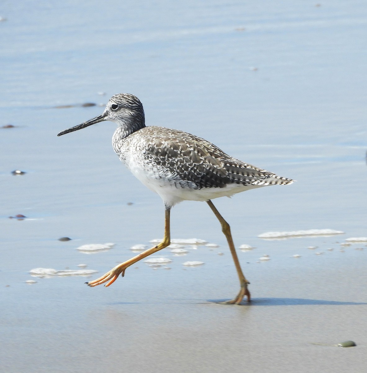 Greater Yellowlegs - ML641992971