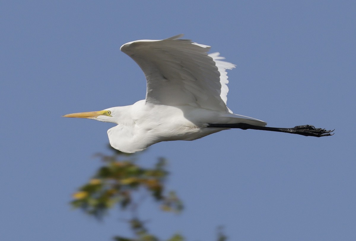 Great Egret - ML641992972