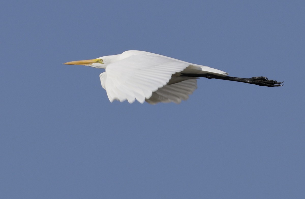 Great Egret - ML641992973