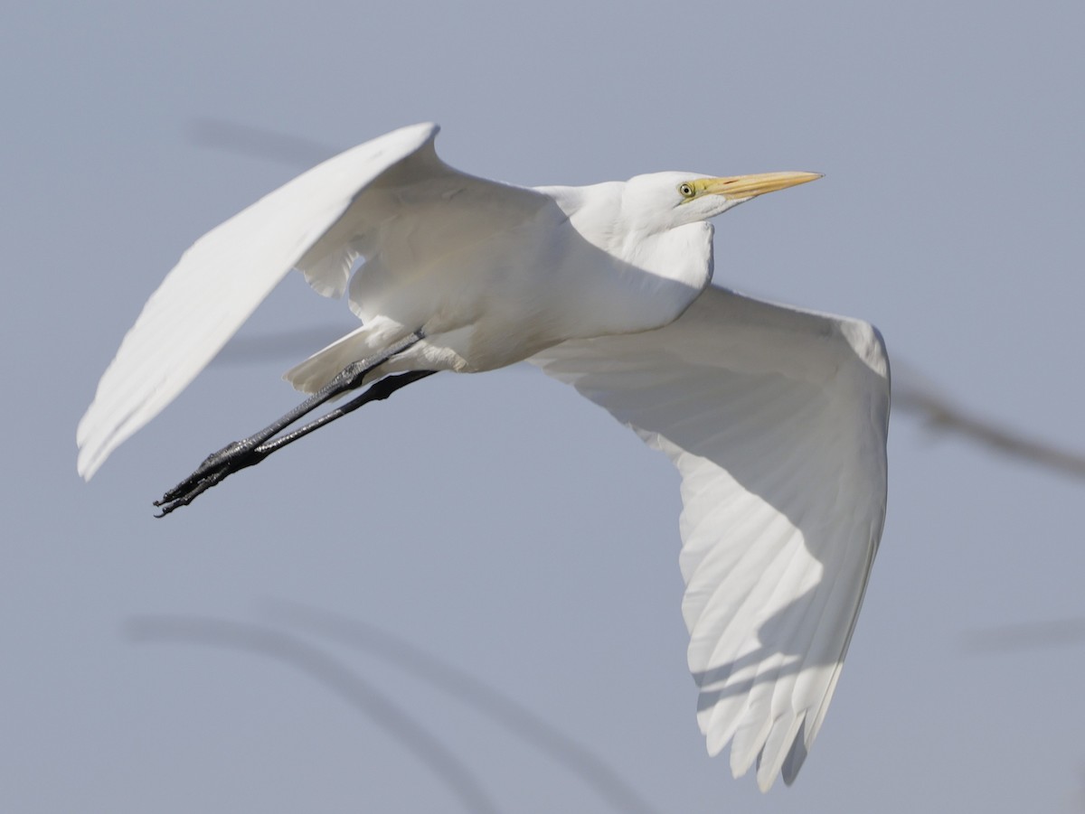 Great Egret - ML641992974
