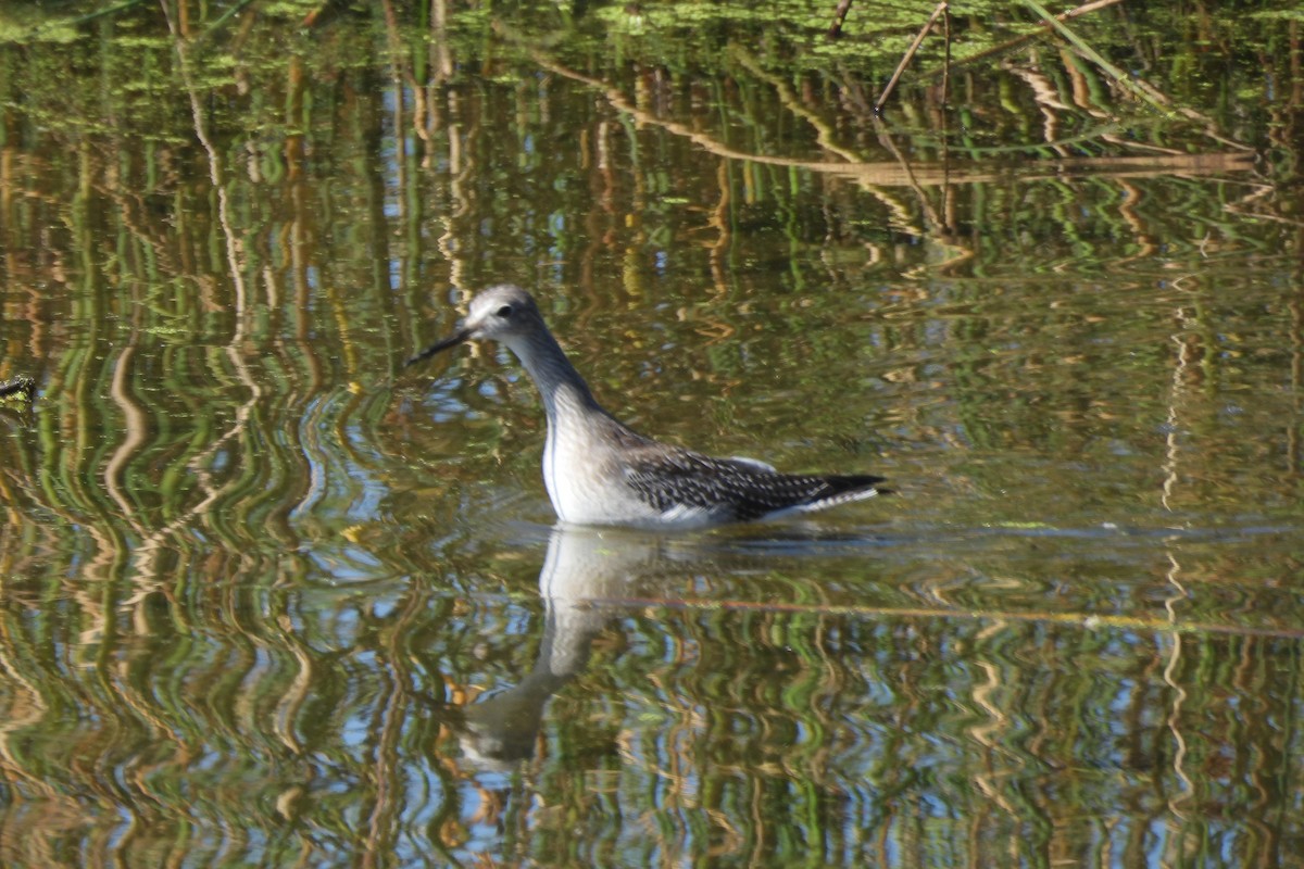 Lesser Yellowlegs - ML641992976