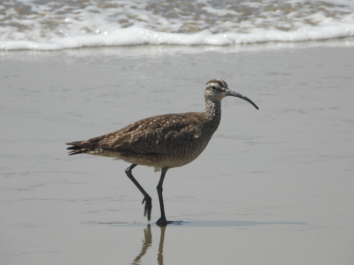 Whimbrel - ML641992978
