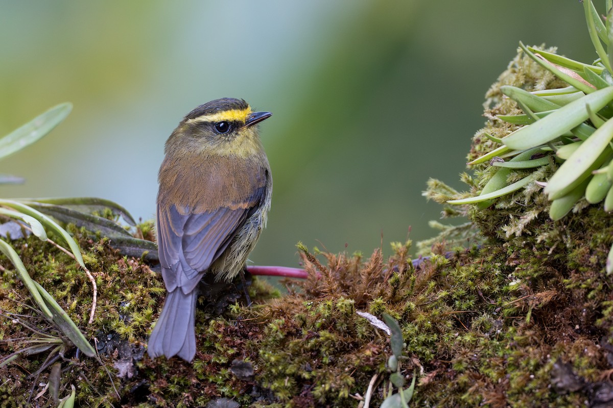 Yellow-bellied Chat-Tyrant - ML641992979
