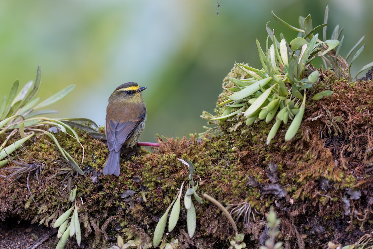 Yellow-bellied Chat-Tyrant - ML641992980