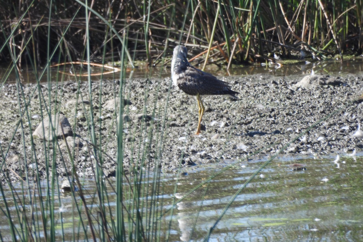 Greater Yellowlegs - ML641992981