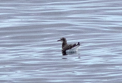 Sabine's Gull - ML641992982